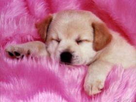 petitchien